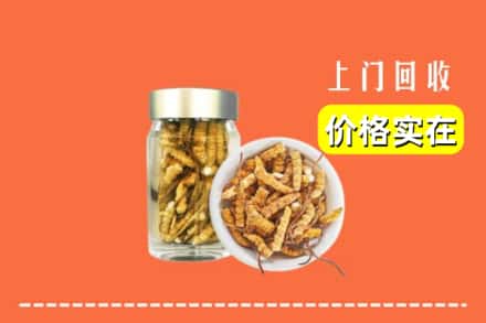 诚信求购:南京栖霞区高价回收散虫草
