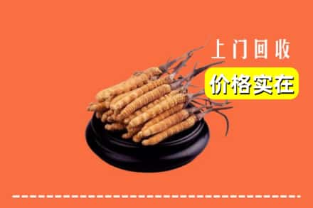 南京栖霞区回收冬虫夏草
